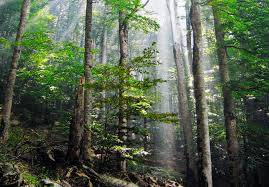 North American Forest Sector Launches New Effort with Open Invitation: Walk in the Woods with Us